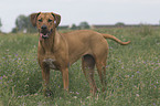 Rhodesian-Ridgeback-Broholmer mongrel