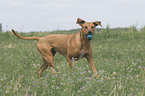 Rhodesian-Ridgeback-Broholmer mongrel