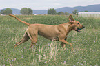 Rhodesian-Ridgeback-Broholmer mongrel