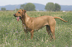 Rhodesian-Ridgeback-Broholmer mongrel