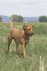 Rhodesian-Ridgeback-Broholmer mongrel