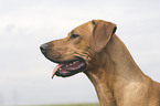 Rhodesian-Ridgeback-Broholmer mongrel