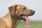 Rhodesian-Ridgeback-Broholmer mongrel