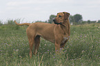 Rhodesian-Ridgeback-Broholmer mongrel