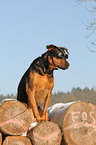 dog with goggles