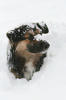 dog in snow