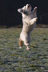 jumping mongrel