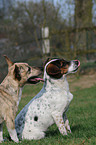 Jack Russell Terrier Mongrels