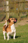 Jack Russell Terrier Mongrel