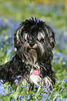 Yorkshire-Terrier-Havanese-Mongre