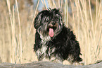 Yorkshire-Terrier-Havanese-Mongrel