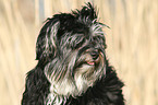 Yorkshire-Terrier-Havanese-Mongrel