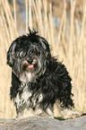 Yorkshire-Terrier-Havanese-Mongrel