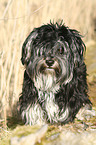 Yorkshire-Terrier-Havanese-Mongrel