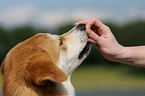 Akita-Inu-Collie mongrel