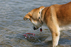 Akita-Inu-Collie mongrel