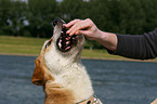 Akita-Inu-Collie mongrel