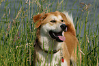 Akita-Inu-Collie mongrel