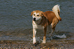 Akita-Inu-Collie mongrel