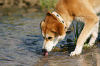 Akita-Inu-Collie mongrel