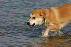 Akita-Inu-Collie mongrel