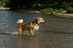 Akita-Inu-Collie mongrel