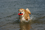 Akita-Inu-Collie mongrel