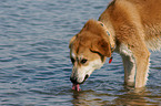 Akita-Inu-Collie mongrel