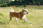 Akita-Inu-Collie mongrel