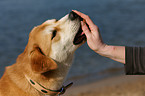 Akita-Inu-Collie mongrel