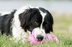 playing Border-Collie-Mongrel