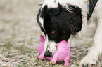 playing Border-Collie-Mongrel