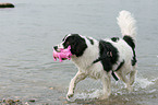 playing Border-Collie-Mongrel