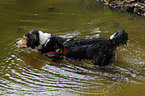 bathing mongrel