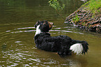 bathing mongrel