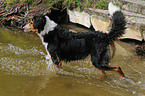 bathing mongrel