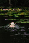 swimming labrador-mongrel