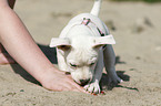 digging mongrel puppy