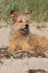 Irish-Terrier-Mongrel