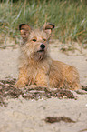 Irish-Terrier-Mongrel