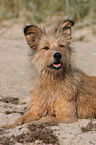 Irish-Terrier-Mongrel