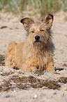 Irish-Terrier-Mongrel