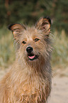 Irish-Terrier-Mongrel