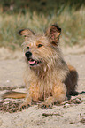 Irish-Terrier-Mongrel