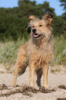 Irish-Terrier-Mongrel