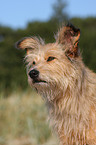 Irish-Terrier-Mongrel