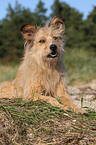 Irish-Terrier-Mongrel