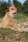 Irish-Terrier-Mongrel