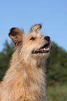 Irish-Terrier-Mongrel