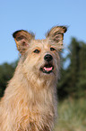 Irish-Terrier-Mongrel